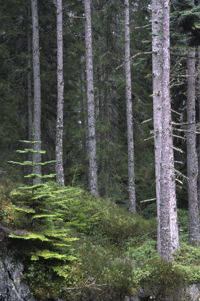 SCOTLAND, Scottish Highlands, Cairngorm National Park. A typical Caledonian forest growing above the falls of pattack.