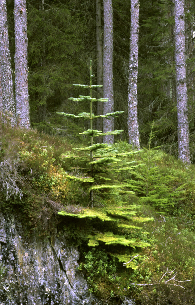 SCOTLAND, Scottish Highlands, Cairngorm National Park. A typical Caledonian forest growing above the falls of pattack.
