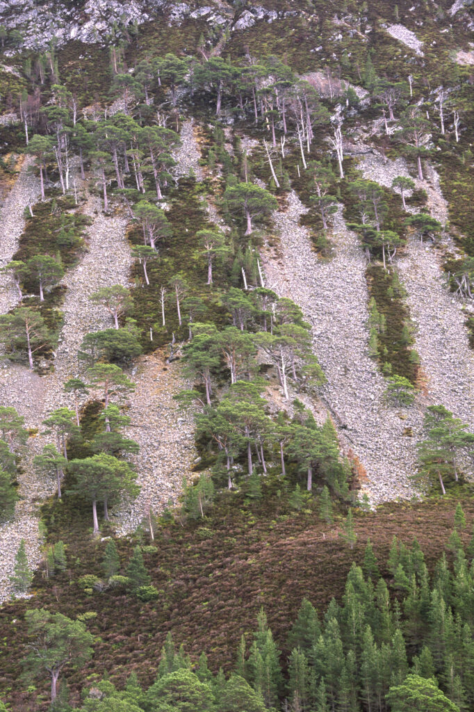 SCOTLAND, Scottish Highlands, Cairngorm National Park. Trees survive on a scree slope in Glen More Forest Park.