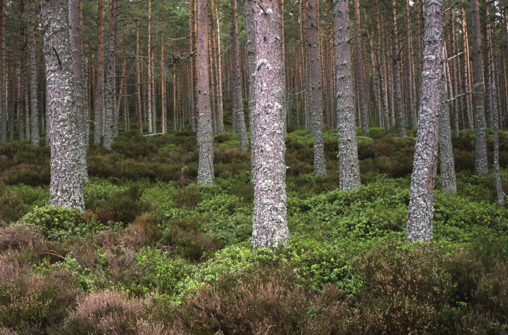 SCOTLAND, Scottish Highlands, Cairngorm National Park. A Caledonian Scots Pine tree plantation and heathers found in Glen More Forest Park.