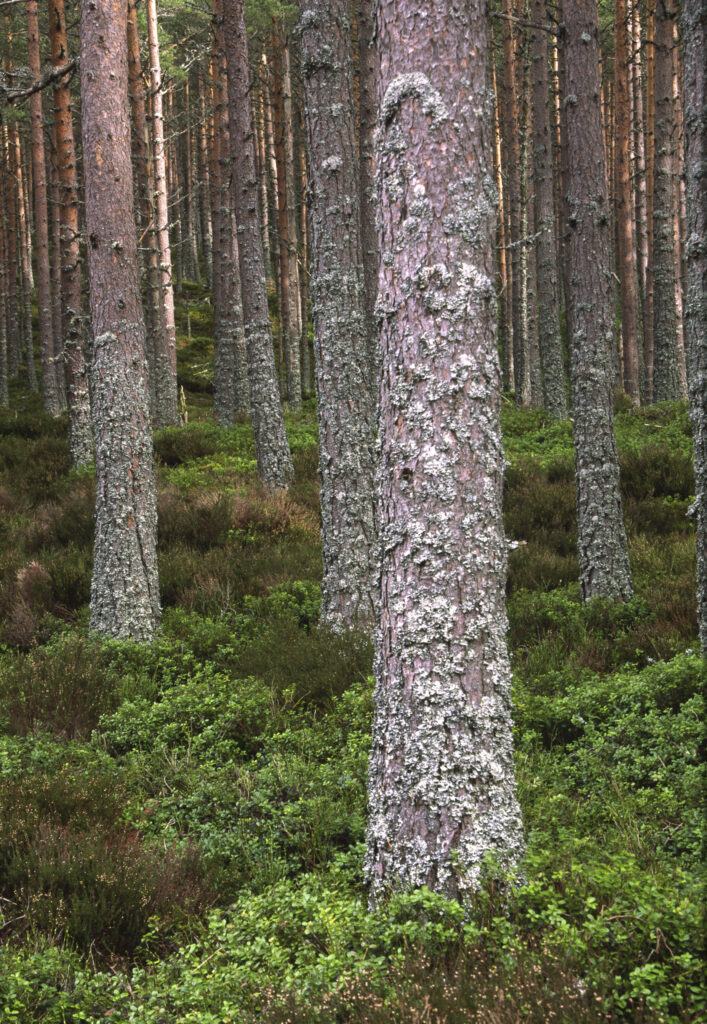 SCOTLAND, Scottish Highlands, Cairngorm National Park. A Caledonian Scots Pine tree plantation and heathers found in Glen More Forest Park.