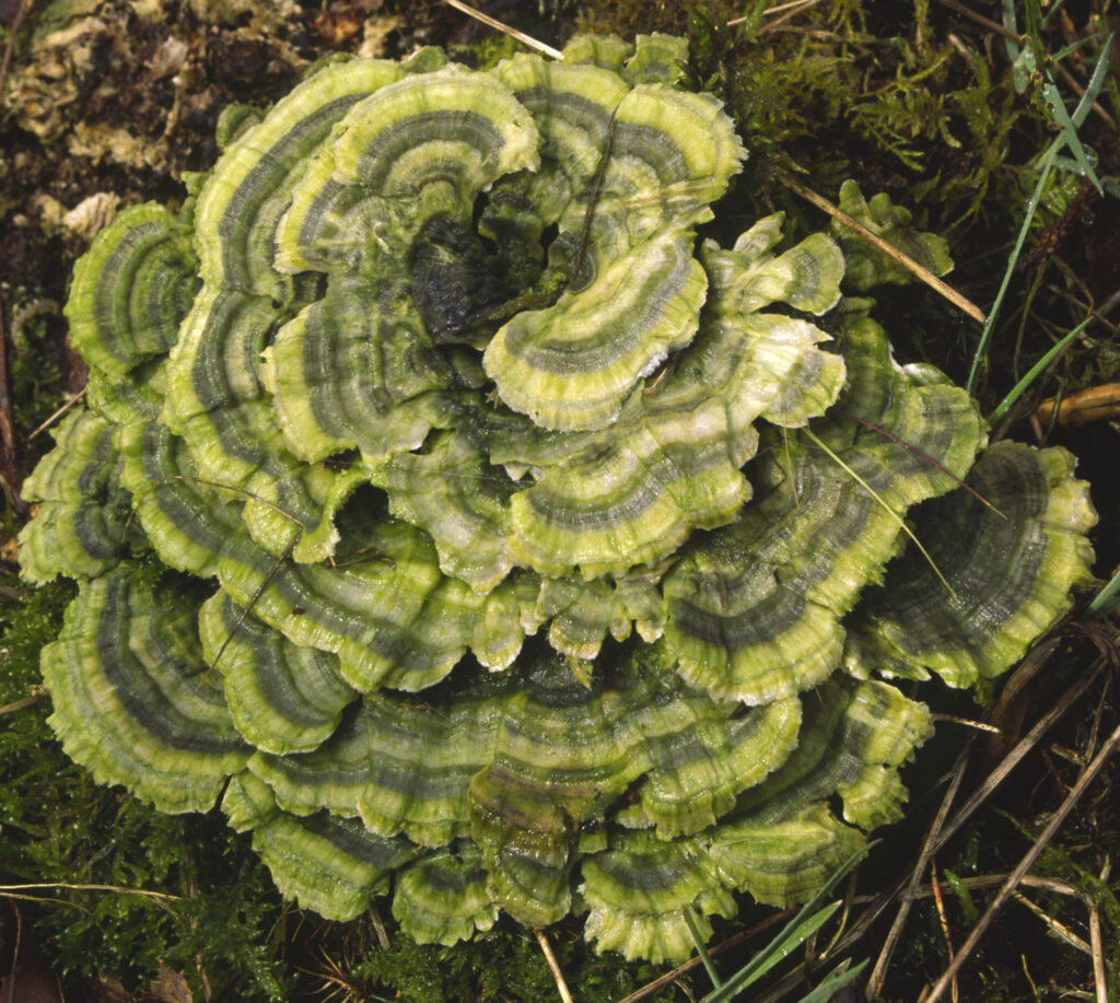 SCOTLAND, Scottish Highlands, Cairngorms National Park. Fungi growing on openland within the Glen More Forest Park.
