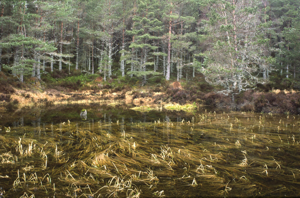 SCOTLAND, Scottish Highlands, Cairngorm National Park. The flooded waters of a small loch found in Glen More Forest Park.