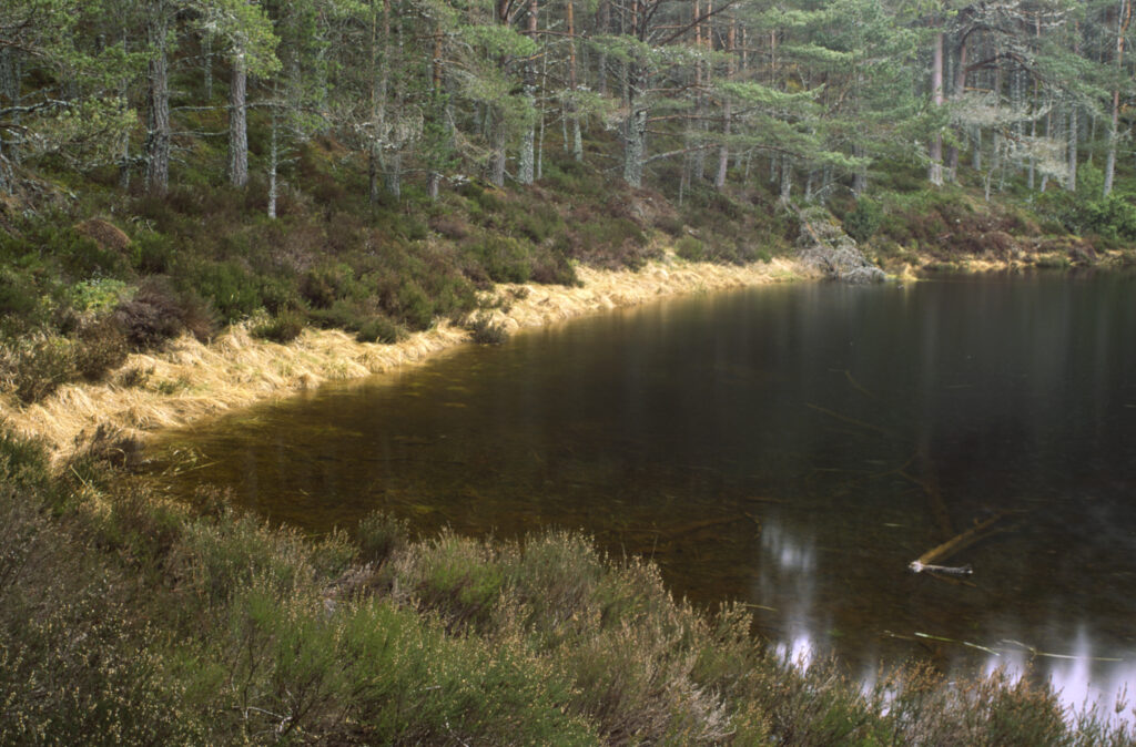 SCOTLAND, Scottish Highlands, Cairngorm National Park. The flooded waters of a small loch found in Glen More Forest Park.