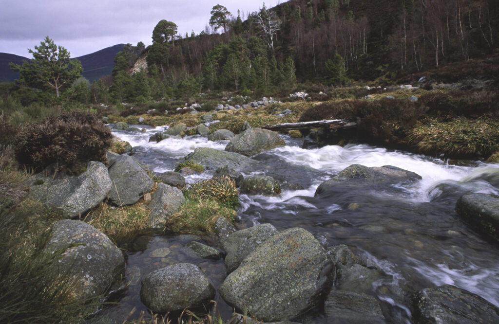 SCOTLAND, Scottish Highlands, Cairngorm National Park. A fast flowing stream running towards the woodland of Glen More Forest Park.
