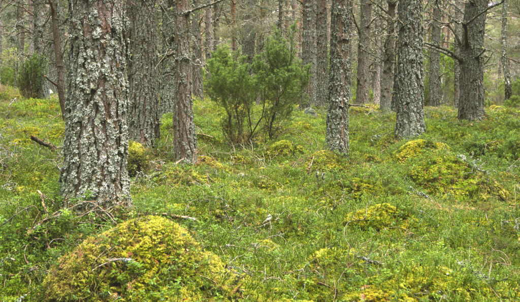 SCOTLAND, Scottish Highlands, Cairngorm National Park. A Caledonian Scots Pine tree plantation found in Rothiemurchus estate