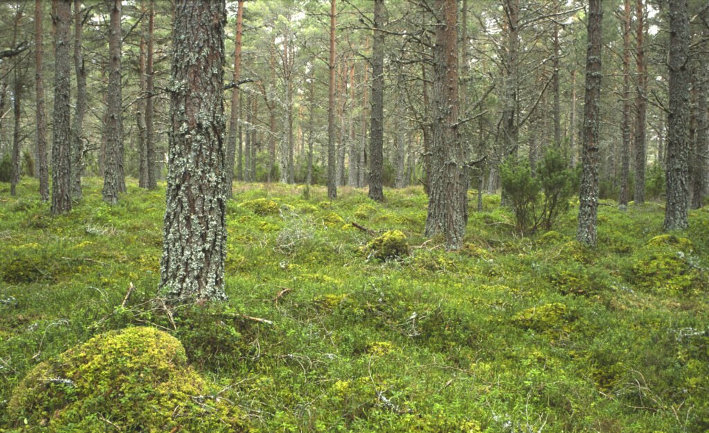SCOTLAND, Scottish Highlands, Cairngorm National Park. A Caledonian Scots Pine tree plantation found in Rothiemurchus estate
