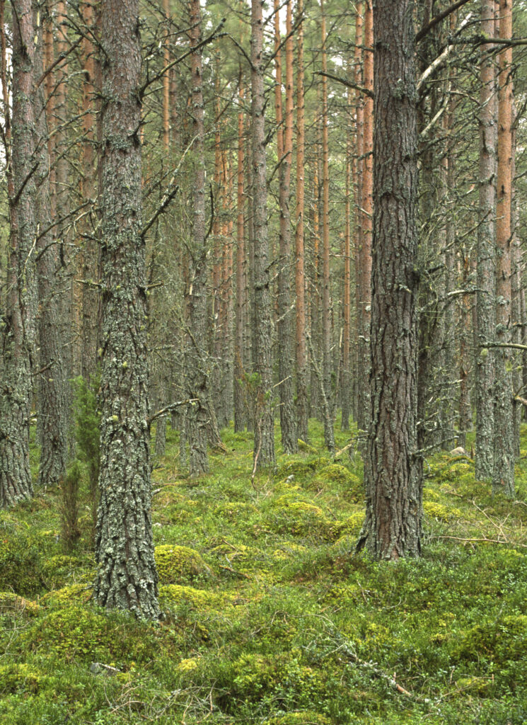 SCOTLAND, Scottish Highlands, Cairngorm National Park. A Caledonian Scots Pine tree plantation found in Rothiemurchus estate