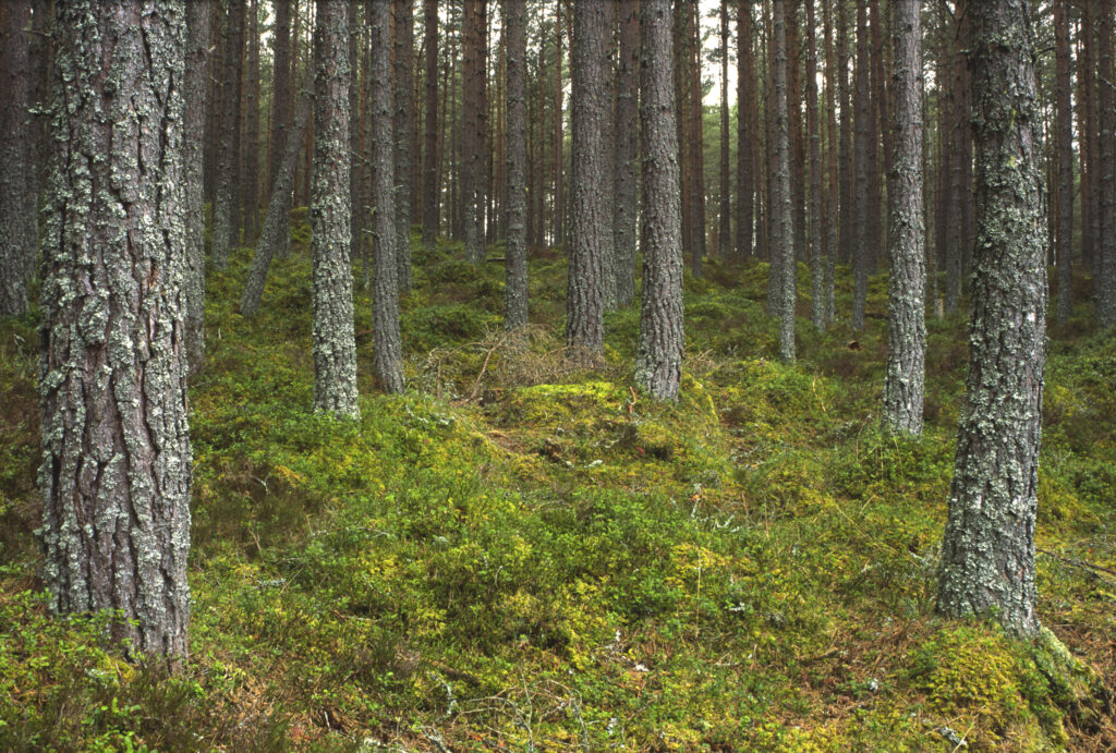 SCOTLAND, Scottish Highlands, Cairngorm National Park. A Caledonian Scots Pine woodland found in Dell Wood NNR in Abernethy Forest