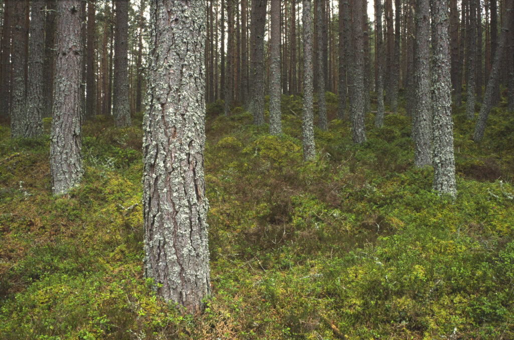SCOTLAND, Scottish Highlands, Cairngorm National Park. A Caledonian Scots Pine woodland found in Dell Wood NNR in Abernethy Forest