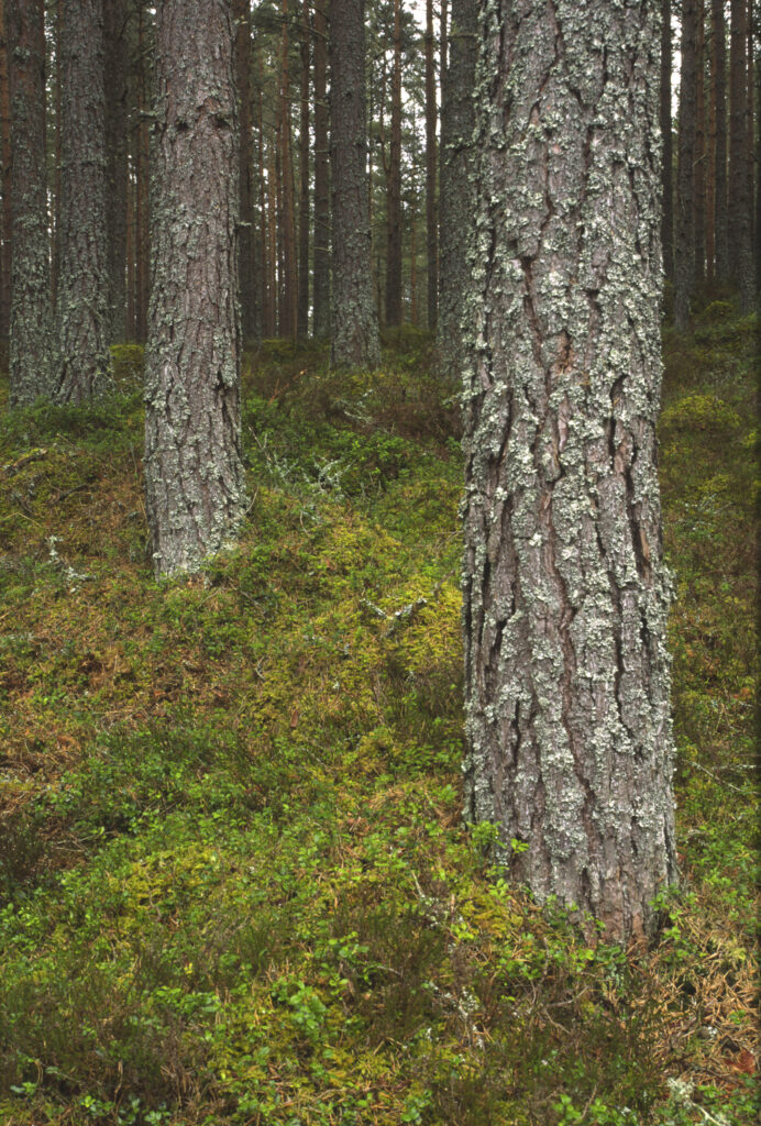 SCOTLAND, Scottish Highlands, Cairngorm National Park. A Caledonian Scots Pine woodland found in Dell Wood NNR in Abernethy Forest