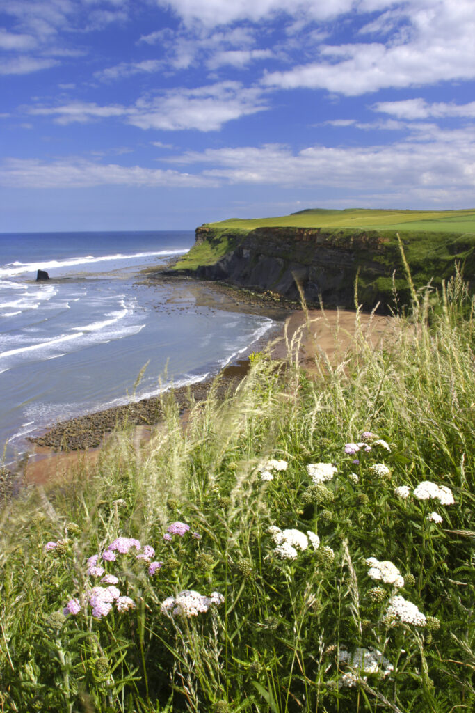ENGLAND, Yorkshire, North York Moors National Park. Wild flowers above the sweeping bay of Saltwick Bay near Whitby