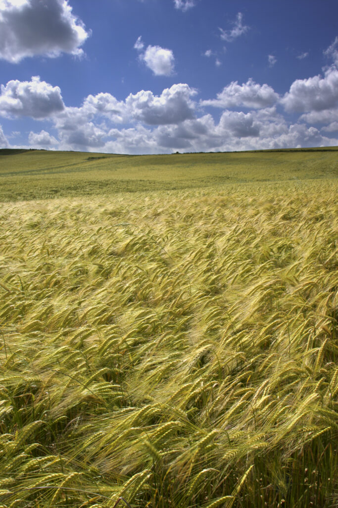 ENGLAND, Yorkshire, North York Moors National Park. A farmers field above the spectacular coastline near Whitby