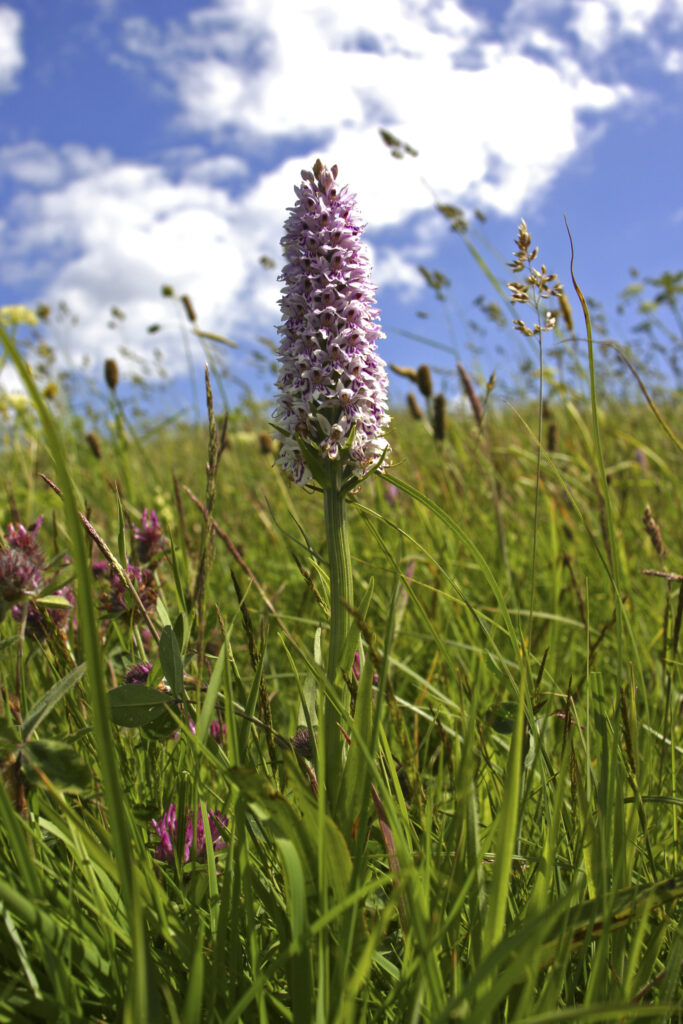 ENGLAND, Yorkshire, North York Moors National Park. A colourful display of wild flowers, including an Orchid.