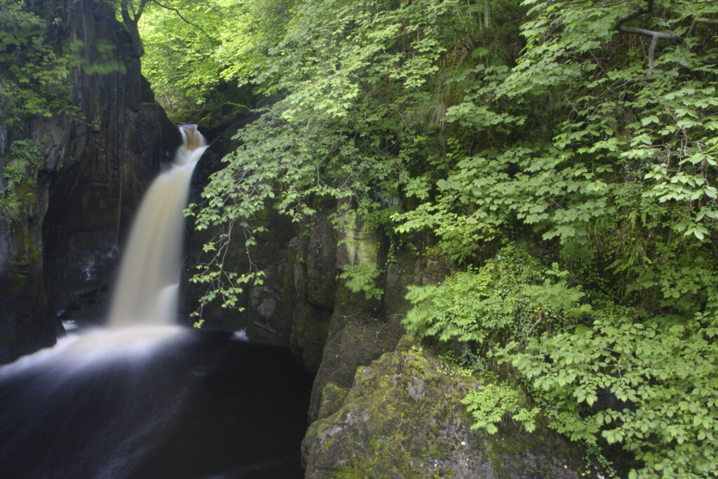 ENGLAND, Yorkshire, Yorkshire Dales National Park. The fast flowing Hollybush Spout waterfall, near Ingleton.