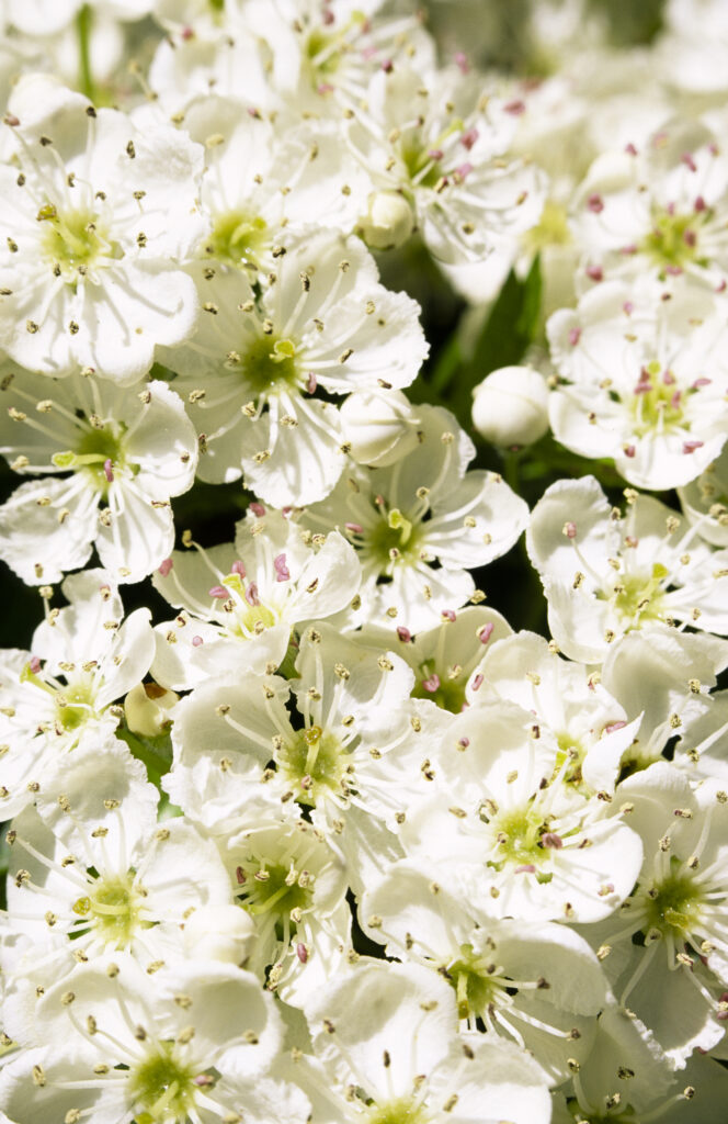 ENGLAND, Cumbria, Lake District National Park. Flowering Hawthorne tree bush in a hedgerow near Derwentwater in Keswick