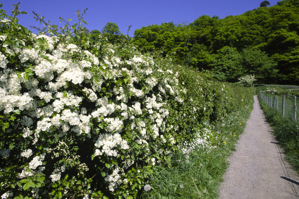 ENGLAND, Cumbria, Lake District National Park. Wild flowers and Hawthorne in a hedgerow near Derwentwater in Keswick