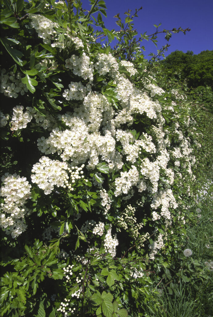 ENGLAND, Cumbria, Lake District National Park. Wild flowers and Hawthorne in a hedgerow near Derwentwater in Keswick
