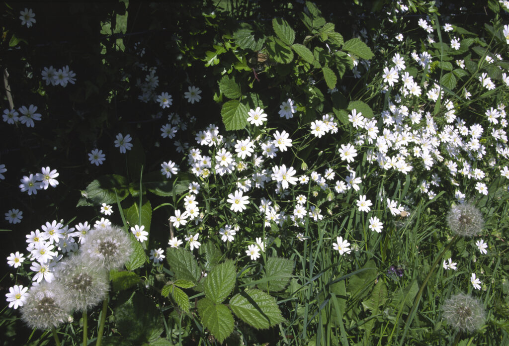 ENGLAND, Cumbria, Lake District National Park. Wild flowers and Hawthorne in a hedgerow near Derwentwater in Keswick