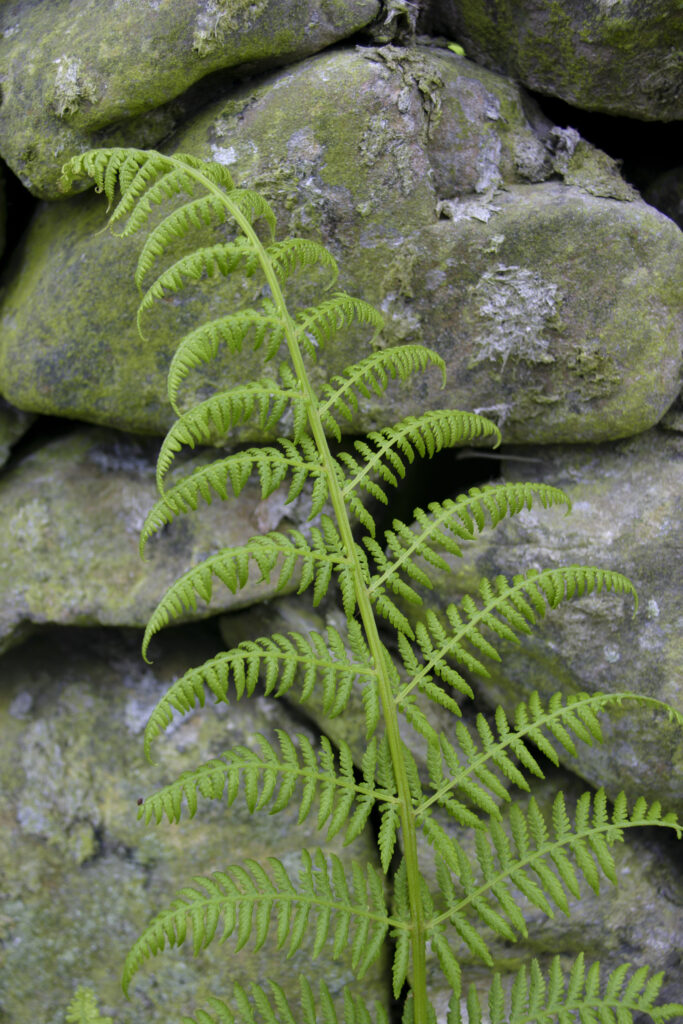 ENGLAND, Cumbria, Newbiggin. A fern growing beside a drystone wall, on the Cumbria Way track.