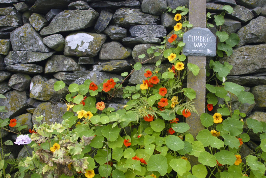 England, Cumbria, Gawthwaite. Nasturtium and other flowers grow next to Cumbria Way sign and dry stone wall on Lake District National Park Boundary.