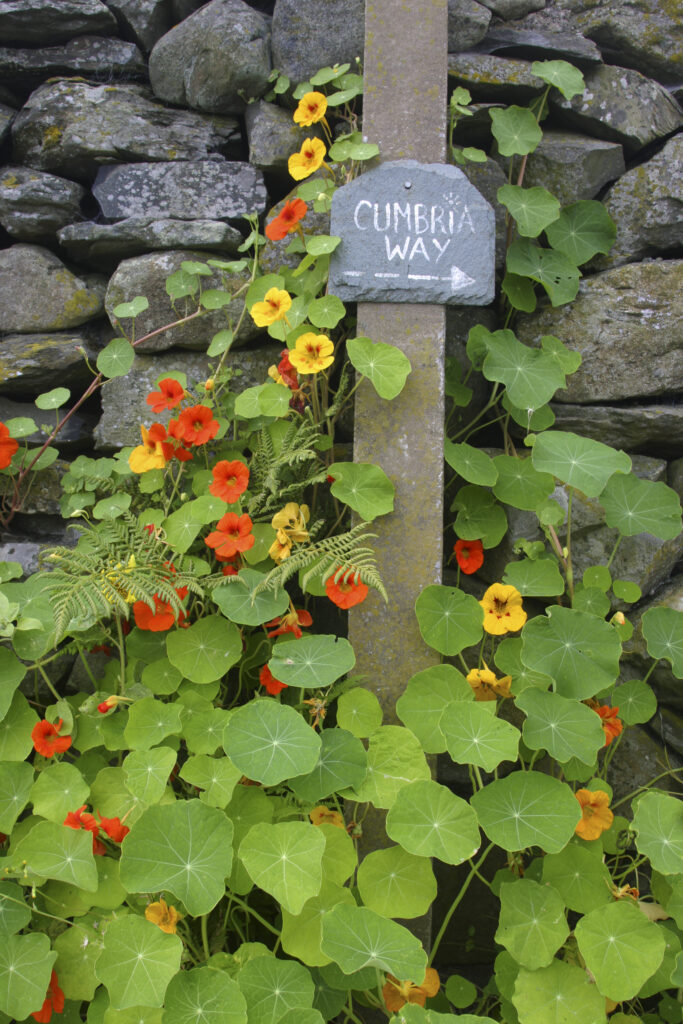 England, Cumbria, Gawthwaite. Nasturtium and other flowers grow next to Cumbria Way sign and dry stone wall on Lake District National Park Boundary.