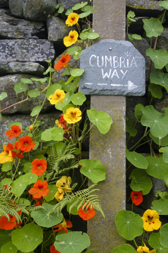 England, Cumbria, Gawthwaite. Nasturtium and other flowers grow next to Cumbria Way sign and dry stone wall on Lake District National Park Boundary.