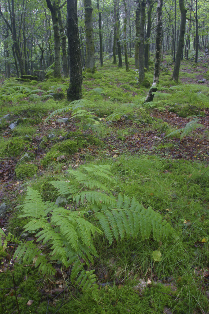 ENGLAND, Cumbria, Lake Distrcit National Park. Ferns and woodland growing in Torver Common Wood beside Coniston Water.