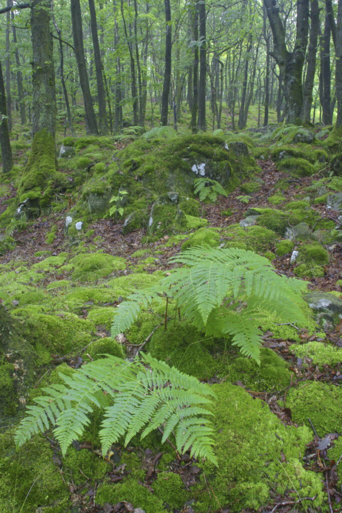 ENGLAND, Cumbria, Lake Distrcit National Park. Ferns and woodland growing in Torver Common Wood beside Coniston Water.