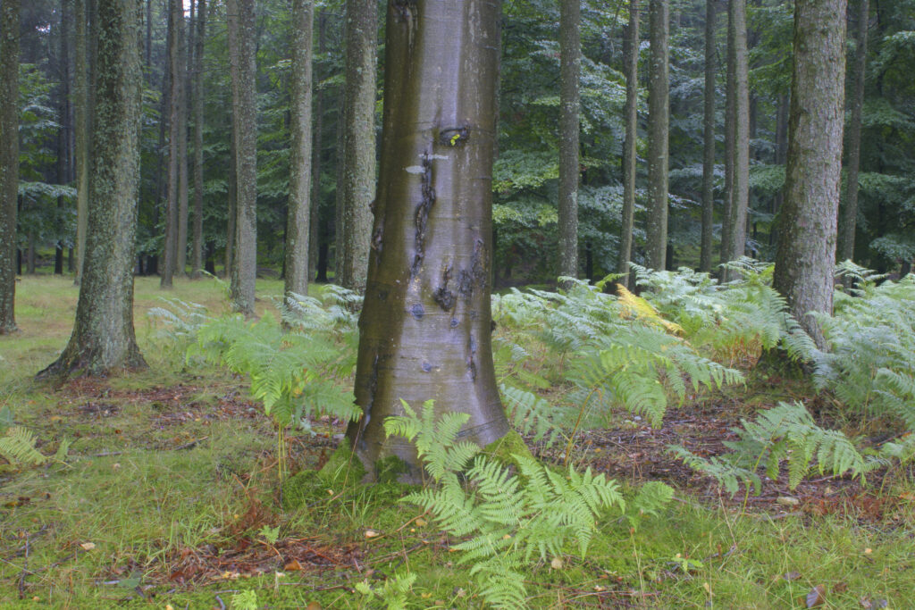 ENGLAND, Cumbria, Lake Distrcit National Park. Ferns and woodland growing in Torver Common Wood beside Coniston Water.