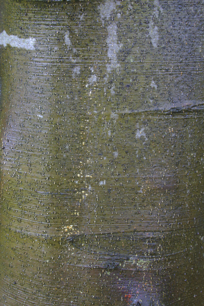 ENGLAND, Cumbria, Lake Distrcit National Park. Close up of Bark patterns on a tree growing in woodland in Torver Common Wood beside Coniston Water.