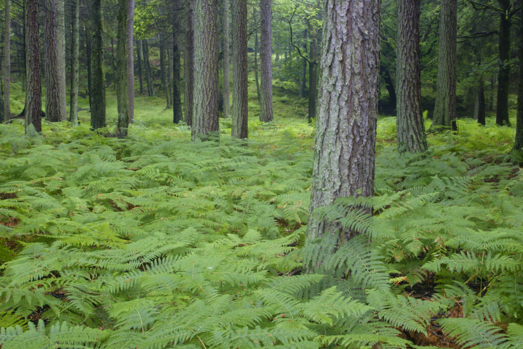 ENGLAND, Cumbria, Lake Distrcit National Park. Ferns and woodland growing in Torver Common Wood beside Coniston Water.