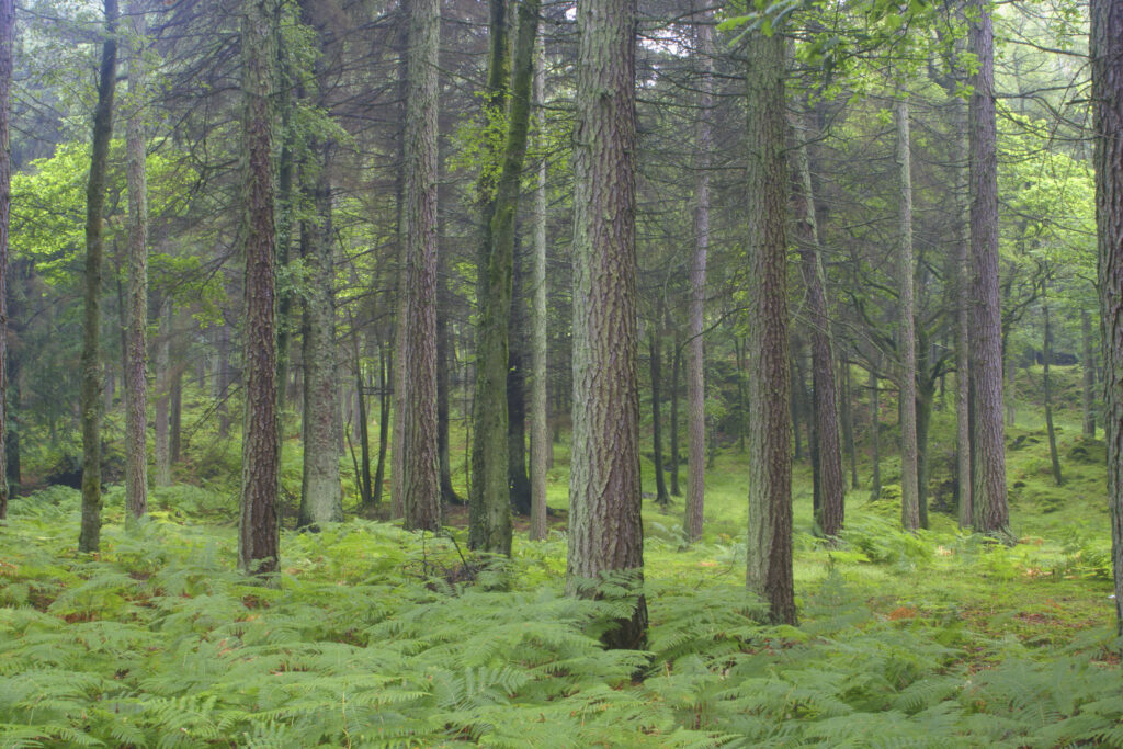 ENGLAND, Cumbria, Lake Distrcit National Park. Ferns and woodland growing in Torver Common Wood beside Coniston Water.