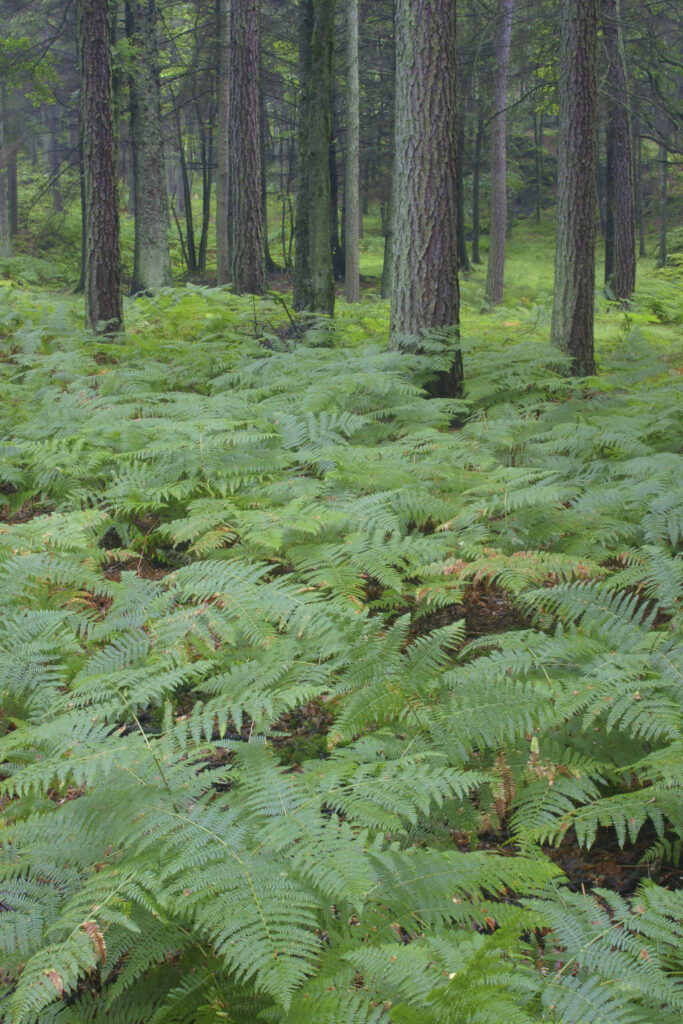 ENGLAND, Cumbria, Lake Distrcit National Park. Ferns and woodland growing in Torver Common Wood beside Coniston Water.