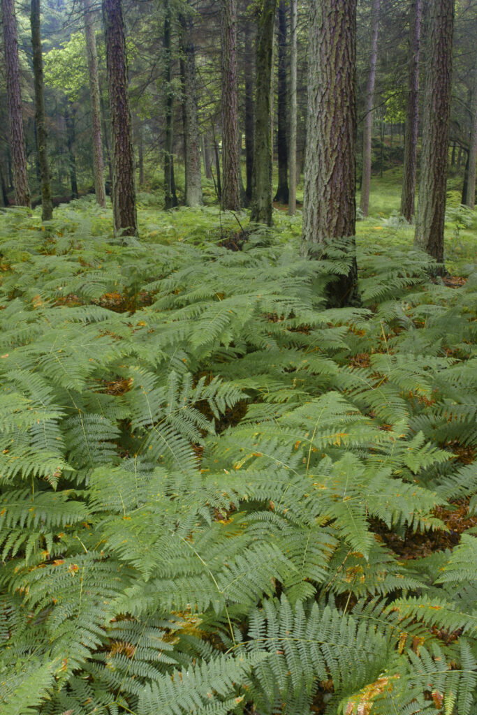 ENGLAND, Cumbria, Lake Distrcit National Park. Ferns and woodland growing in Torver Common Wood beside Coniston Water.