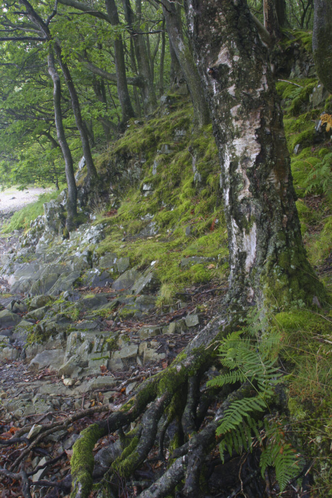 ENGLAND, Cumbria, Lake District National Park. Woodland in Torver Common Wood meets the shoreline of Coniston Water