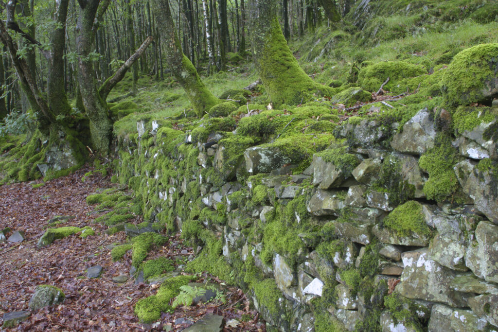 ENGLAND, Cumbria, Lake District National Park. Moss covered dry stone wall and woodland in Torver Common Wood by Coniston Water