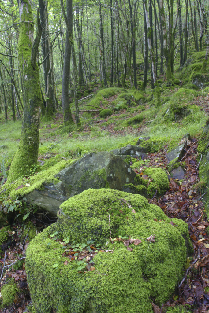 ENGLAND, Cumbria, Lake District National Park. Moss covered rocks and woodland in Torver Common Wood beside Coniston Water