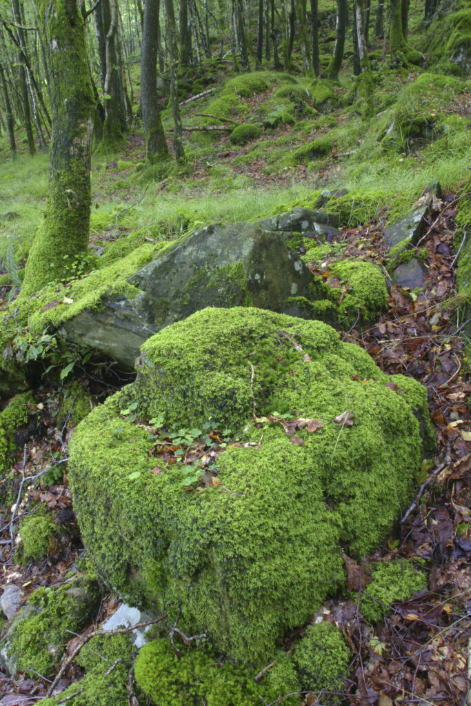 ENGLAND, Cumbria, Lake District National Park. Moss covered rocks and woodland in Torver Common Wood beside Coniston Water