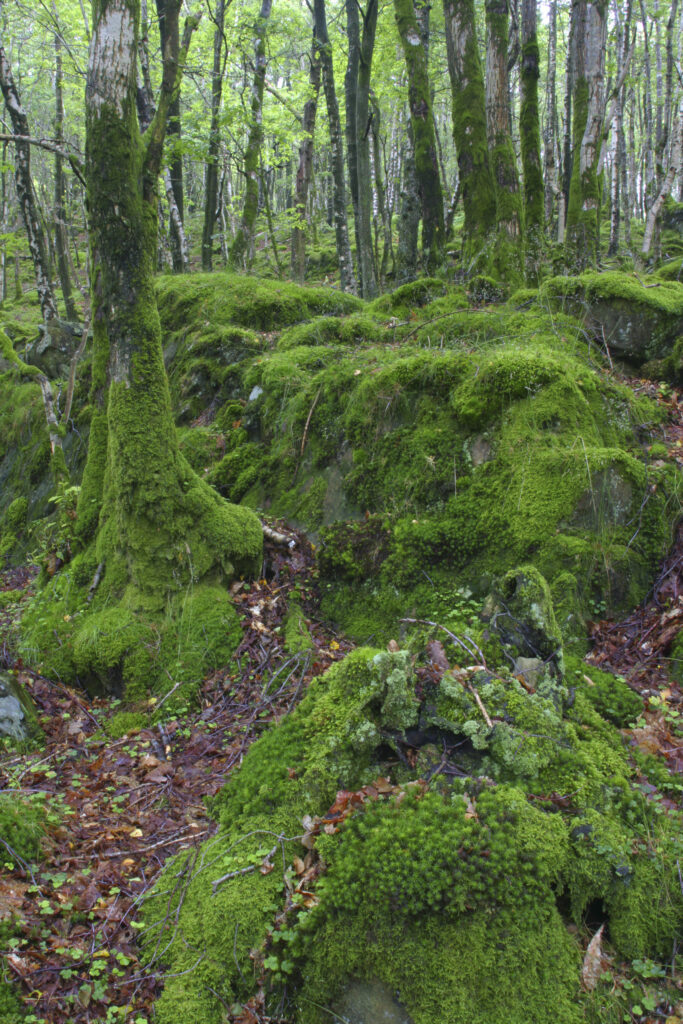 ENGLAND, Cumbria, Lake District National Park. Moss covered rocks and woodland in Torver Common Wood beside Coniston Water
