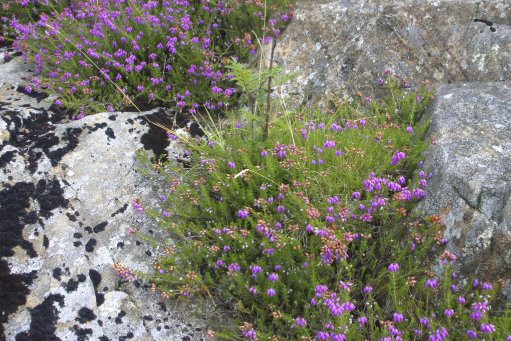 ENGLAND, Cumbria, Lake District National Park. The purple colours of flowering heather among rocks on the Cumbria Way track.