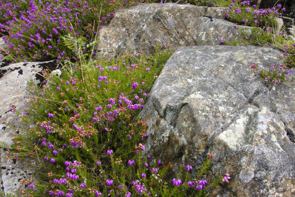ENGLAND, Cumbria, Lake District National Park. The purple colours of flowering heather among rocks on the Cumbria Way track.