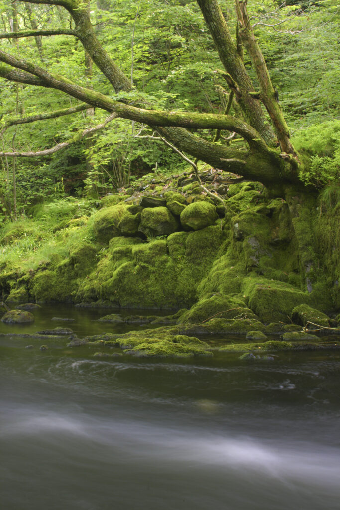 ENGLAND, Cumbria, Lake District National Park. The fast flowing waters to be found upstream of Skelwith Force, near Skelwith Bridge, on the Cumbria Way.