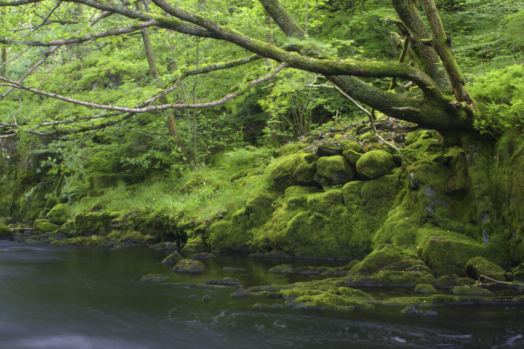 ENGLAND, Cumbria, Lake District National Park. The fast flowing waters to be found upstream of Skelwith Force, near Skelwith Bridge, on the Cumbria Way.