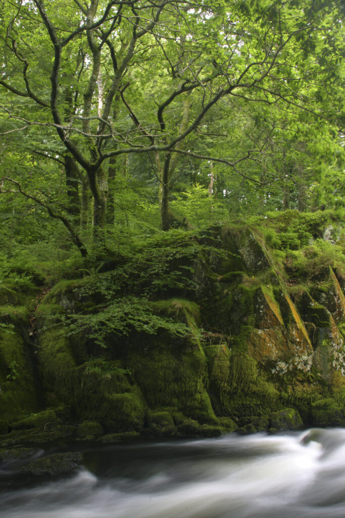 ENGLAND, Cumbria, Lake District National Park. The fast flowing waters to be found upstream of Skelwith Force, near Skelwith Bridge, on the Cumbria Way.