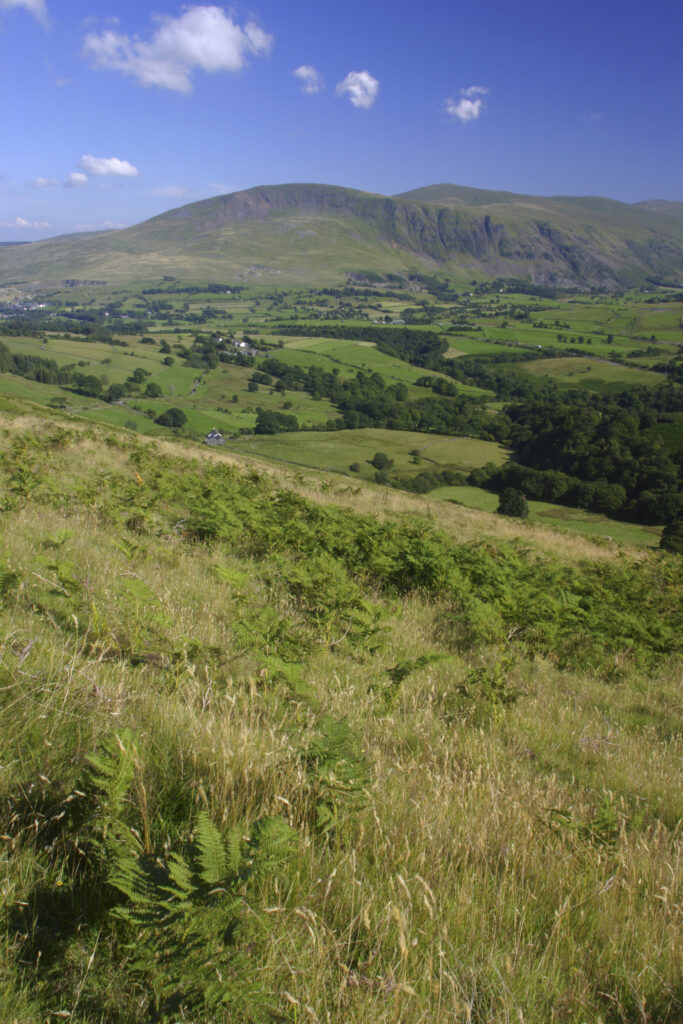 ENGLAND, Cumbria, Lake District National Park. The summer colours of the mountains and fields surrounding Keswick, viewed from lower Lonscale on the Cumbria Way.