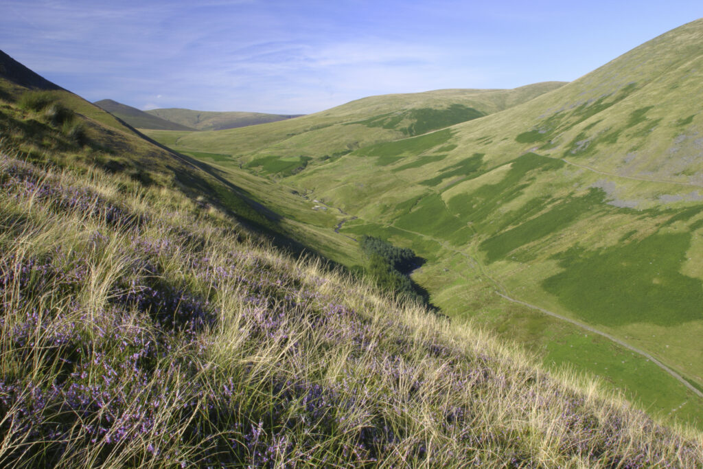 ENGLAND, Cumbria, Lake District National Park. Flowering heather on the slopes of the valley between Lonscale and blease fell
