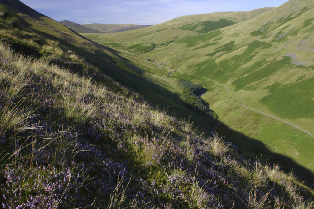 ENGLAND, Cumbria, Lake District National Park. Flowering heather on the slopes of the valley between Lonscale and blease fell