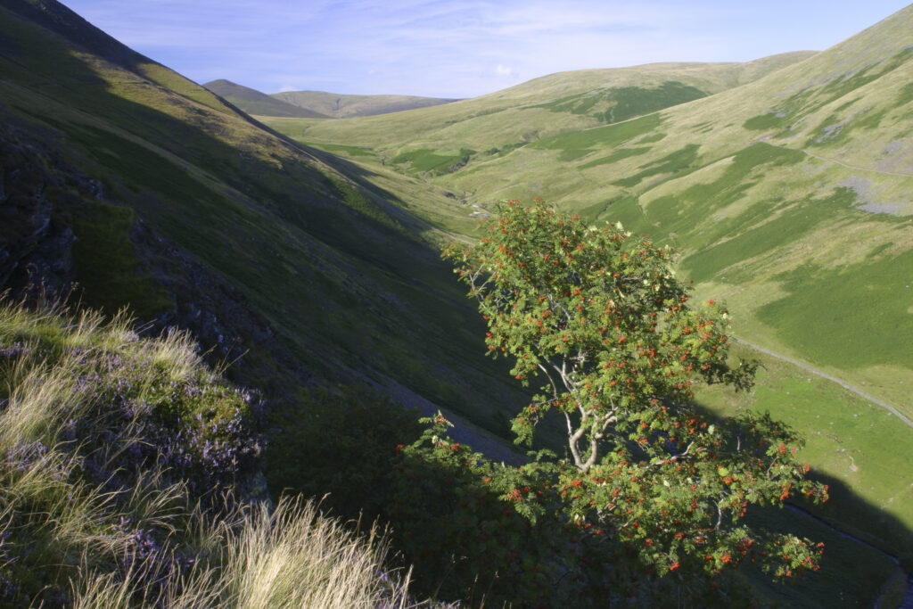 ENGLAND, Cumbria, Lake District National Park. Flowering heather and rowan tree above valley between Lonscale and blease fell