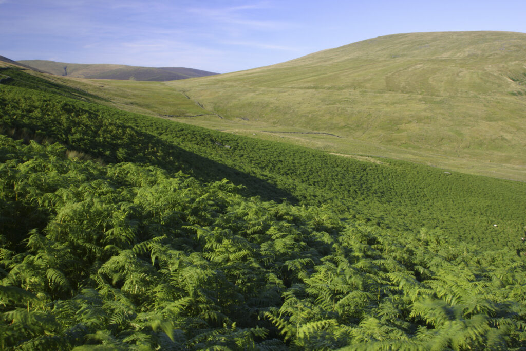 ENGLAND, Cumbria, Lake District National Park. Summer ferns on the slopes of the valley between Lonscale and blease fell